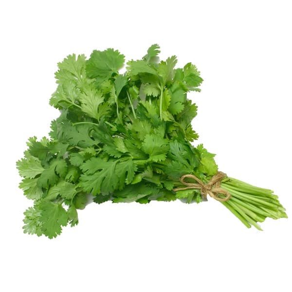 Cilantro - Fresh